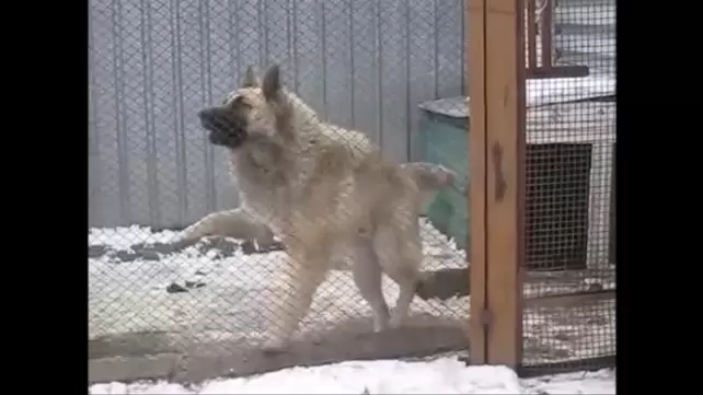 Старый лизун: 33 видео в HD